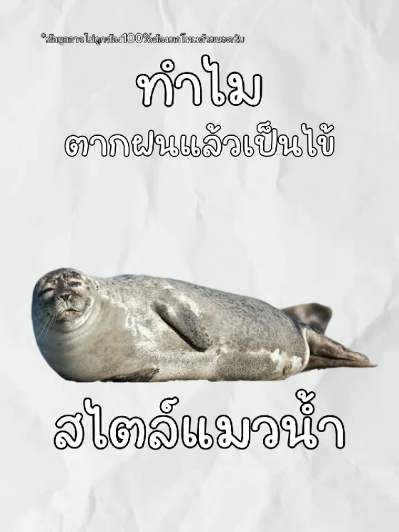 ทำไมตากฝนแล้วเป็นไข้?#แมวน้ำ#ความรู้#สาระ 
