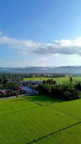Sawah + matahari cerah 🤩🤩 #cinematicvideo  #djiindonesia  #videocinematic  #fypage  #djimini3 