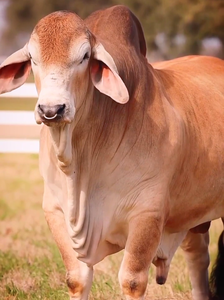 চোখে শান্তি লাগে এমন গরু দেখিলে 💯✅🐂#cow #animals #tiktok #foryou #2025 