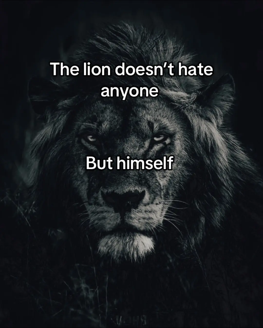 #lion #him #depressed #thelion 