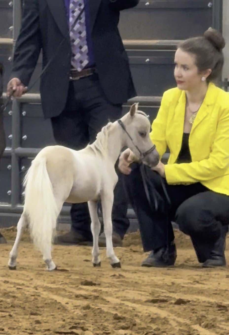 @Little America Minis ‘s Chop Chop is my fave at the #amhaworldshow #minihorse #pony