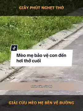 Mèo mẹ bảo vệ con đến hơi thở cuối #dongvat #animal #yêuđộngvật 