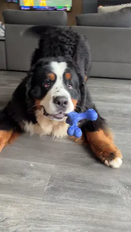 Zero chill. Always playtime energy. That’s Alfie 🐶⚡️ #bernesemountaindog #bernese #berner 