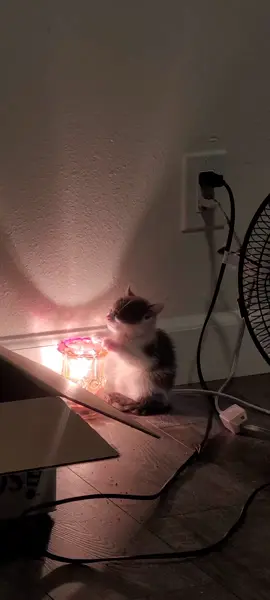 my shaylaaa🥹🥹🥹 #kittensoftiktok #fyp #foryoupage #Love #cute 