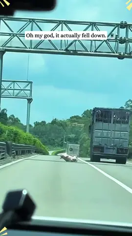 She fell off a truck,but found a home.#pig #animal #Love #foryou #fyp