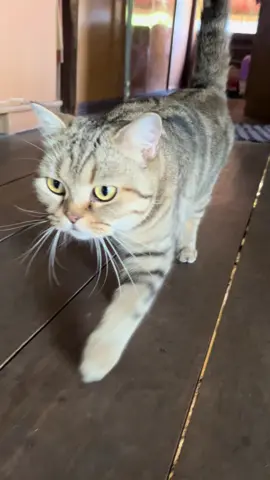 ก้าวแรกคือก้าวที่ผิดพลาดส่วนก้าวสองสิบแปด😆#fyp #แม่มีตังค์ขี้อ้อน #ทาสแมว #แม่น้องข้าวหอม #khaohom_t 