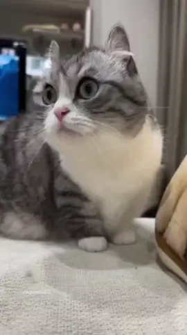 это за то, что долго отсутствовал #комару #fyppppppppppppppppppppppp #доза #fyp #рекомендации #комуги #кокоа #смехуятина #Komaru #Комару #пиздец 