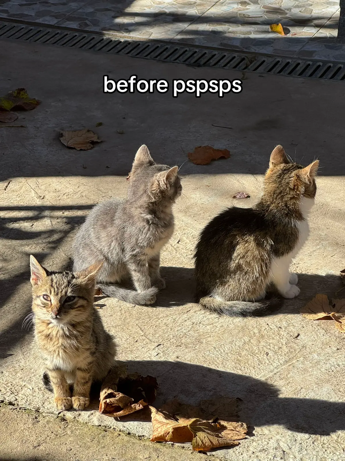 Adorabili 🤍 #cat #catlover #cute #kitten #fyp 
