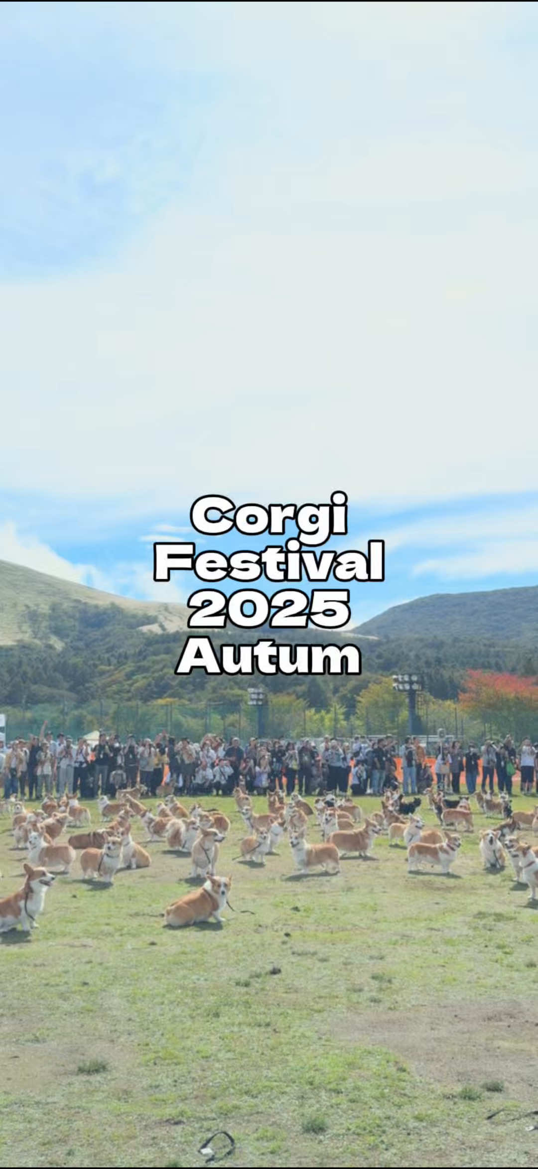10月12日(日)に山中湖交流プラザきららで開催された、Corgi Festival 2025 Autumnに行ってきました。  #コーギー #コーギーのいる暮らし #フラッフィーコーギー #フラコギ #犬連れお出かけ  