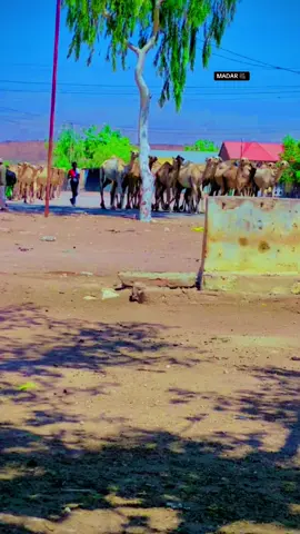 #caynabosomaliland💚💬❤ Bilcida Ceelka caynabo #caynabosomaliland💚💬❤ @apdixakiinobsiiye @ABWAAN LIBAAXO SOMALILANDR ❤❤❤ @Madar Apdirisak 2️⃣7️⃣ @Caydarus suudi 
