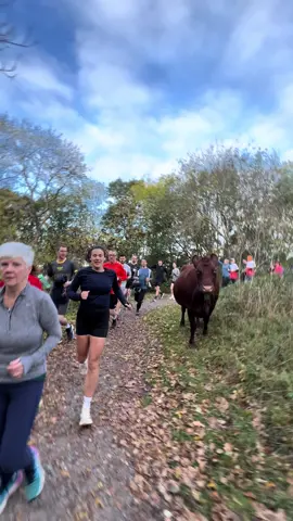 Cow on the Attack On The Park Run Course 😂 #run #Running #parkrun 