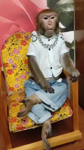 #юмор#рек#топ#обезьяны#николаич