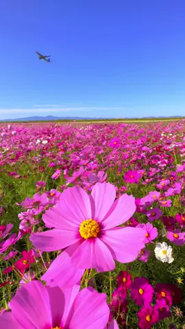 Cosmos flowers and an airplane🌸✈️ at Saga airport in Saga prefecture. — 📲2023/10/17 #iPhone14ProMax — 佐賀空港でコスモスと飛行機。 #japan #flowers #花 