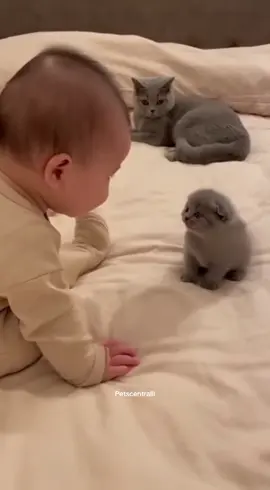 They Are Just So Adorable 😍🐱👶#cute #baby #funny #fyp 