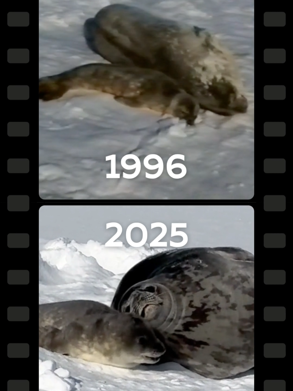 Погляньте, який запис ми знайшли на архівному відео з першої Української антарктичної експедиції! Це самиця тюленя Ведделла та її новонароджене маля неподалік станції «Академік Вернадський». Поєднали архівні кадри із сучасними — іншої самиці з дитям, але теж біля «Вернадського». 🦭 Щовесни ці тварини перетворюють наші околиці на «пологовий будинок». Так, цьогоріч тут народилося 8 «ведделлят», і ще з десяток — на дальніх островах. А Крижинка та Сніжинка, яким ми разом обирали імена, вже перелиняли в темніші шубки і ходять з мамами в океан 🌊 Тішимося, що тюлені Ведделла незмінно обирають район «Вернадського» для народження дітей. Водночас тривожимося тенденції щодо скорочення морського льоду в Антарктиці, адже саме на ньому самиці переважно дають життя малечі. Тому наші біологи постійно відстежують успішність розмноження тюленів Ведделла як один з процесів, на який може вплинути зміна клімату. 🎥 перша УАЕ, Зоя Швидка  #антарктида #antarctica #антарктика #тюлень #seal 