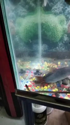 Trả lời @thangshadow.03 nhìn kỹ vô mới thấy được ní 