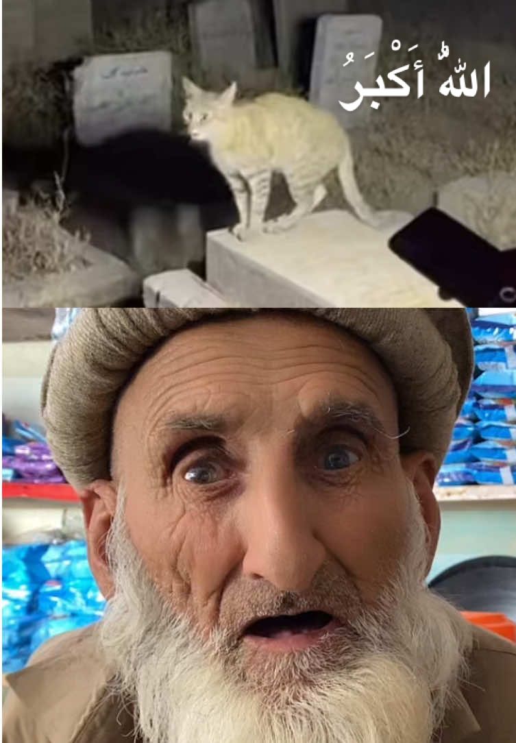 الللہ اکبر😢 Unbelievable! A Cat Saying “Allahu Akbar” — Real or Miracle? A mysterious video from a graveyard is going viral! A cat can be heard saying “Allahu Akbar,” leaving everyone shocked and speechless. Is it real or a sign? Watch carefully till the end and share your thoughts in the comments! 🐾🙏 #ViralVideo #CatMiracle #AllahuAkbar #GraveyardMystery #RealOrFake     