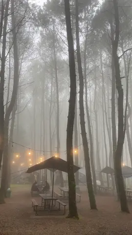 Masyallah😍✨ #tangkalpinus #cikole #camping #kabut #hutanpinus 