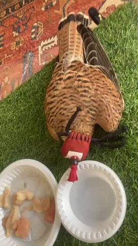 اذا عادي قولللللللللللل 
