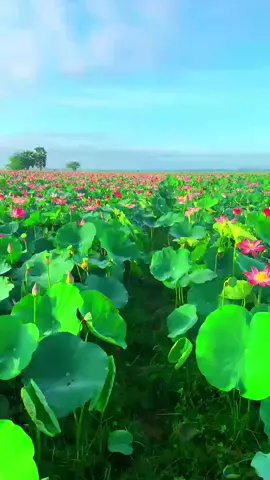 Chiều Đồng Sen #annhien #ilovetiktok❤️ #chill #anh2sen #sen 