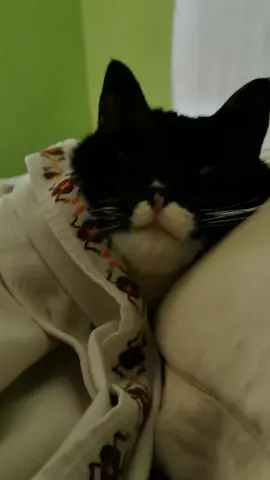 Good morning everyone.My name is Pepito. #blackcatsoftiktok#blackcat #gatto#catlover#cat 