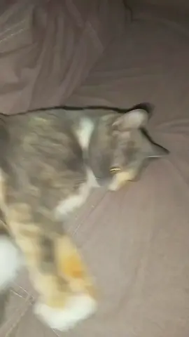#рек #коты #cat#fyp #virial 