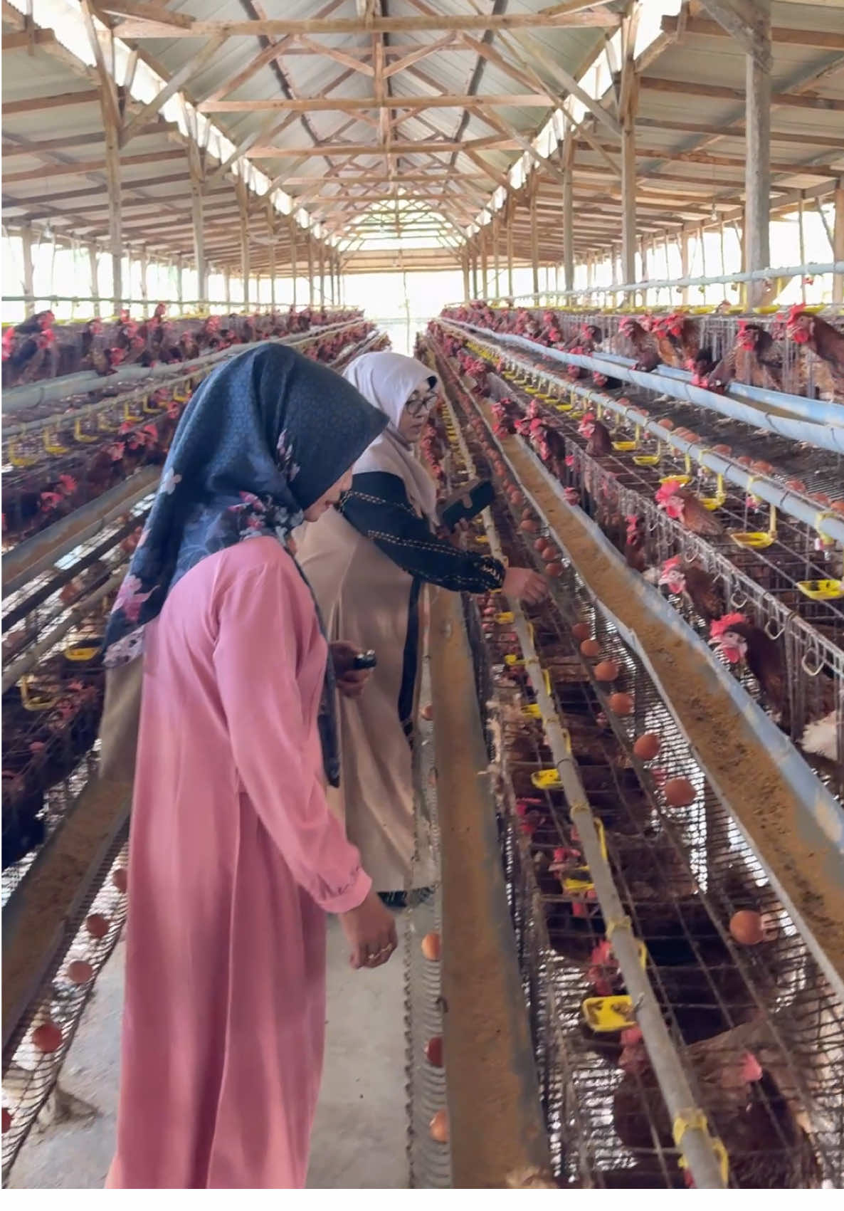 Alhamdulillah berkunjung ke peternakan ayam petelur 🥚🐔🥰#ayampetelur #fypシ #peternakmuda #pengusahamuda 