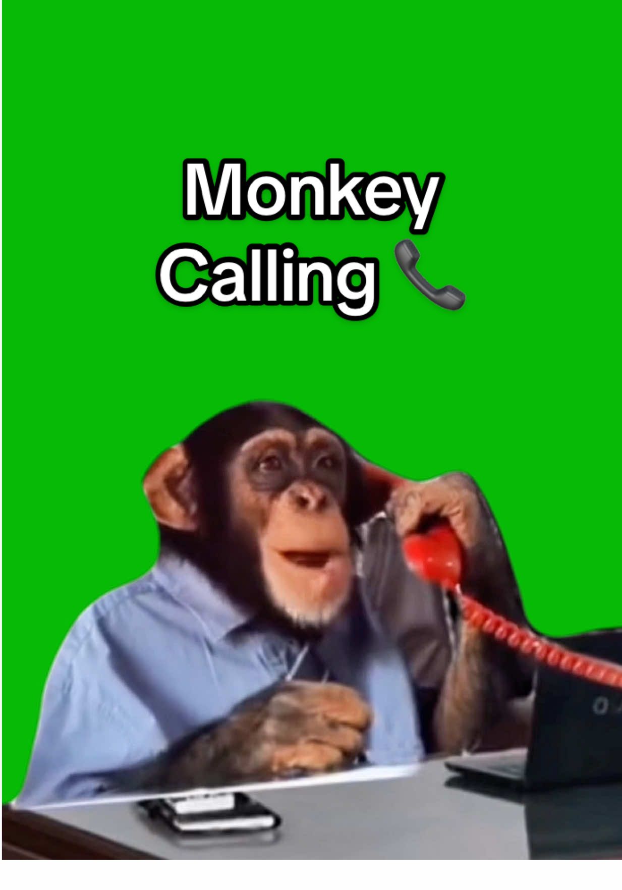 Monkey Calling at Desk meme green screen capcut template #monkey #monkeymeme #calling #capcuttemplate #CapCut 