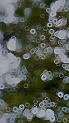 কি গান এইটা..!!  #goviralvideo #_jannat_reza_105 