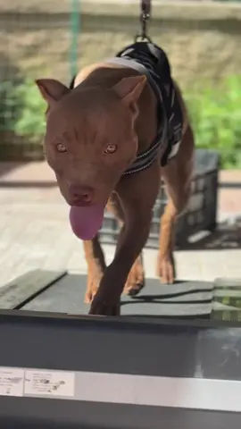 La mia Regina 👑  Red_Force Diabla 🔥  #pitbull #neiperteee #ukc #lovedogs #tik_tok 