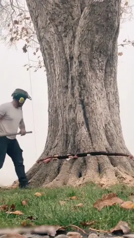 #satisfying  #tree  #asmr  #giant  #oddlysatisfying   