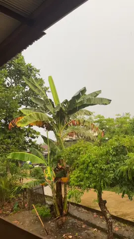 Hujan+lagu bugis☺️☺️☺️#fypシ゚viral #foryoupage #fpy_tiktok #bugiswajosengkang 