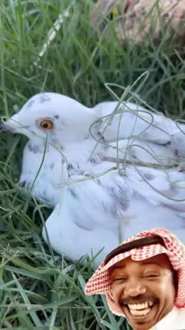 #الشعب_الصيني_ماله_حل😂😂 