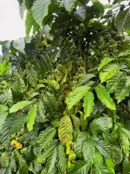 Hái chưa các bác#cafe#đaklak47 #taynguyen #fyp 