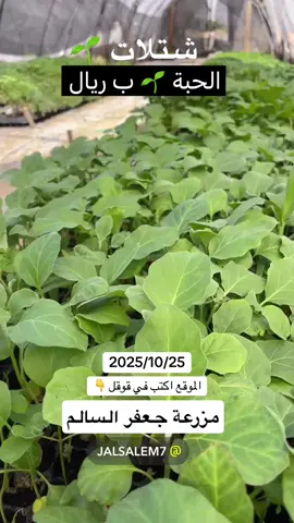 شتلات 🌱 #مزرعة جعفر السالم #الاحساء 