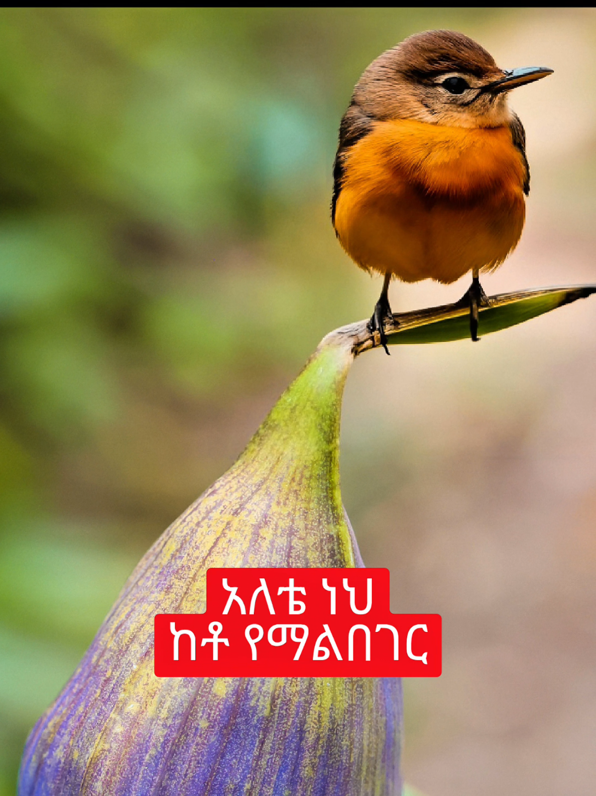 erotalehu alarfim! tamagm muluneh and zacarias tadesse #amharicmezmur #fypethiopia #ethiopianreels #protestantmezmur #orthodoxmezmur 