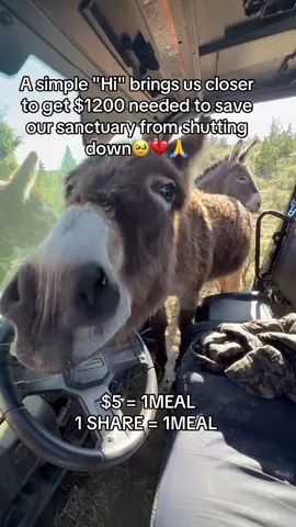 #donkeys #animalsoftiktok #shelter #donkeylove #donkeyrescue 