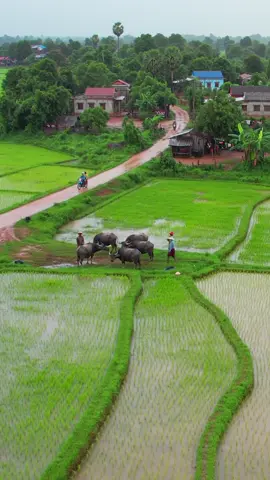 #ទេសភាពស្រុកស្រែ🌄🏜️🌱🌼🌾 #ទេសភាពជនបទ🌱🌾🐸 #កូនអ្នកស្រែ🌾🍀 #foryou #fyp 