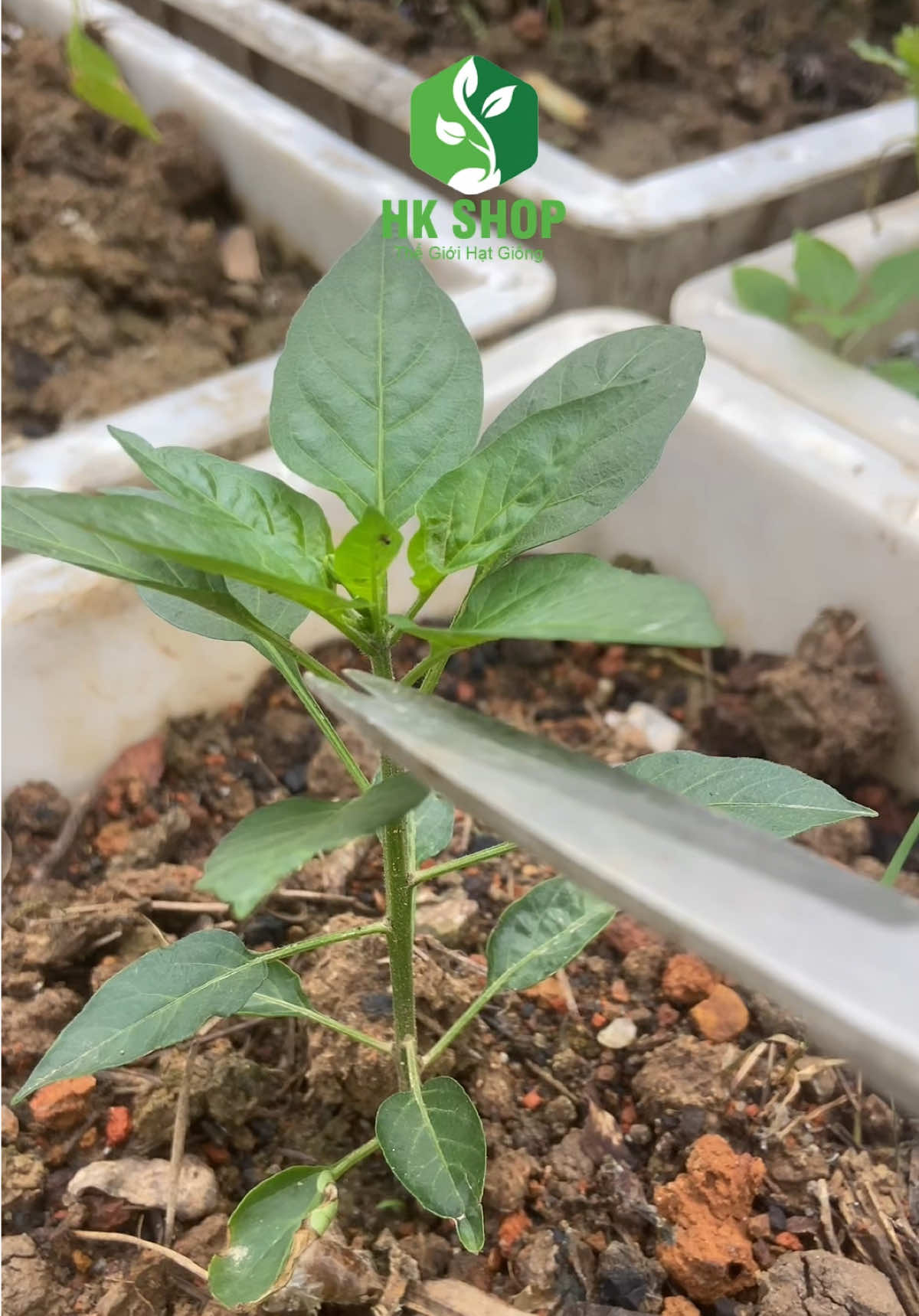 Có nên bấm ngọn cho ớt hay không? #hatgiong #trongrausanthuong #trongrau #trongrausach #meolamvuon 