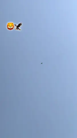 SHOK#kabotar #bazi #da #foryoupage #viralvideo 