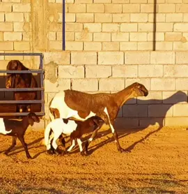 💯 #اللهم_صلي_على_نبينا_محمد #الخمس #ليبيا 