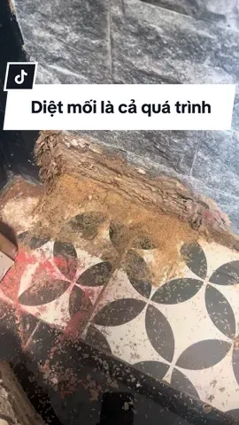 Diệt mối là cả một quá trình nhé mọi người #dietmoitangoc #dietmoitangoctaihanoi #phongmoinenmong #pestcontrol #dietgianhieuqua 