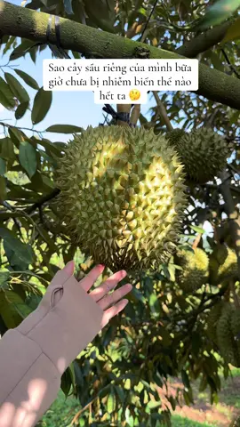 Xin tip để cây nhiễm biến thể 🤭🤭🤭#playtogether #playtogethervng #playtogethervn #playtogethervietnam #kimday🍀 