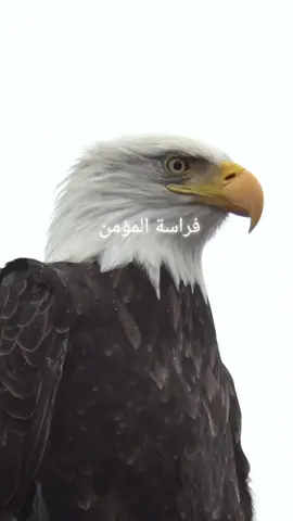 #اللهم_صلي_على_نبينا_محمد #كلام_من_ذهب #الجزائر🇩🇿 #اكسبلور 