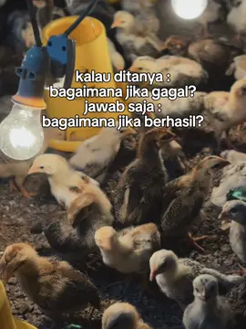 Cukup buktiin#peternakmuda #sukses #ayamkub2 