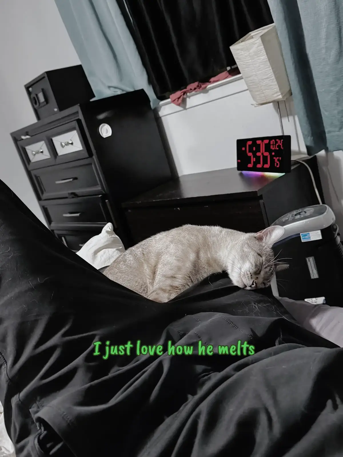 #kitten #catsoflemon8 #cats #cat  #Lemon8Diary  Meet my kitty 😸Name: Sesshomaru 😸Age: 4 yrs old 😸Hobbies: cuddles  😸Favorite food: bread thief and pizza thief! 😸Tricks he knows: plays fetch! @