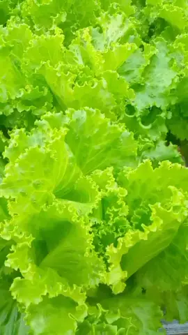 kirim ke dapur MBG..yuk yg mau sekalian#gercepp 