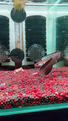 Kết nối tình yêu  #fishking #tpgfish #channafish #channaandrao 