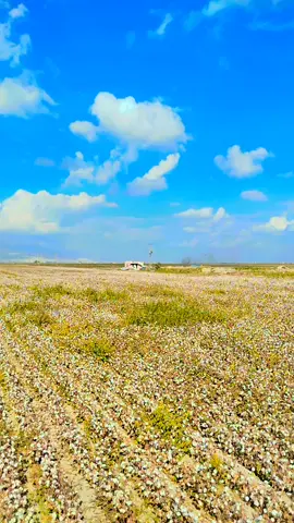 Herkes menfaat peşinde 🍂 #hatay #keşfet 