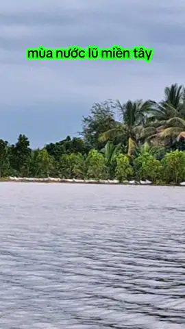 #VIETMITshopVIETMIT #MITTHAISIEUSOM #RUOTDOINDO #mientayquetoi #mientay 